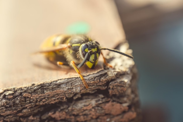 Abeja sobre fondo de madera de cerca