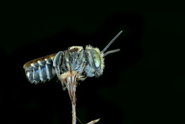 abeja sobre fondo negro