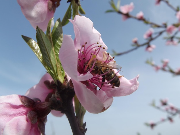 Abeja tomando néctar de flor de durazno