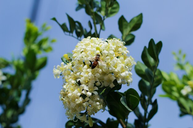 Foto abeja tomando néctar de las flores