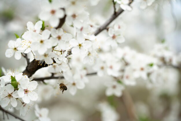 Foto una abeja trabajadora recolecta miel en las hermosas flores de ciruela silvestre en un día soleado y cálido de primavera.