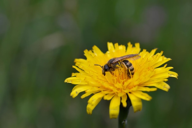 Abeja trabajando en diente de león amarillo