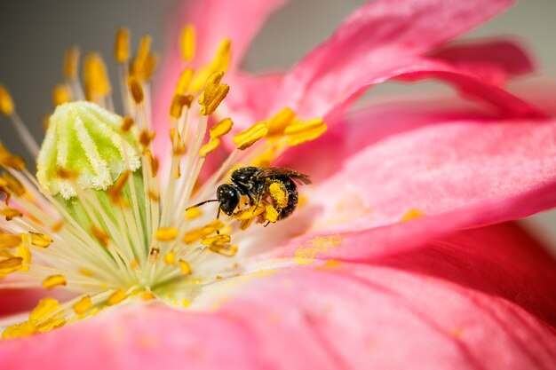 Una abeja está trabajando en una flor de amapola naranja brillante.