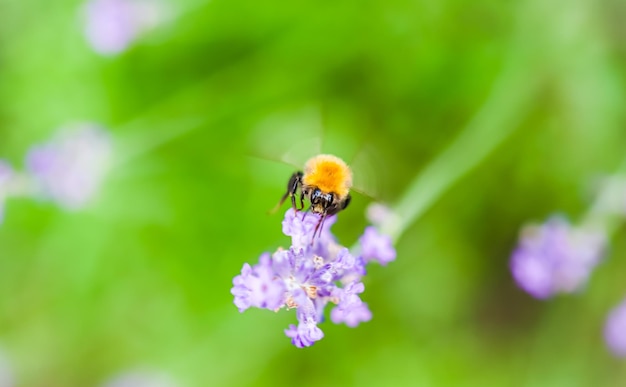 Abeja de trabajo en flor de lavanda en el jardín de verano. Fondo verde natural