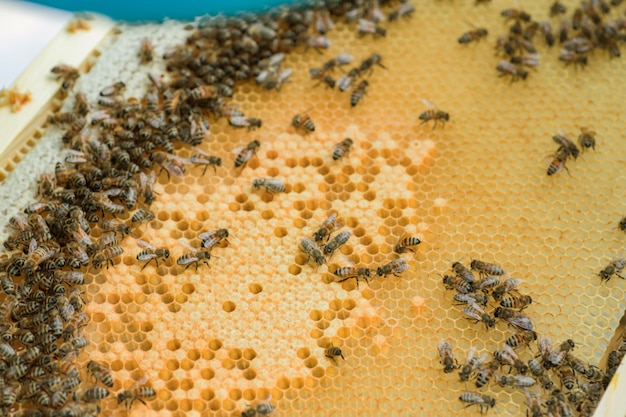 Abeja de trabajo sobre peine de cimentación. colonia de abejas