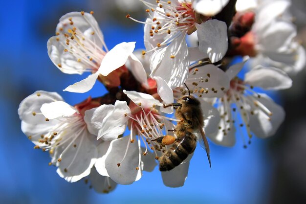 Abeja en el trabajo