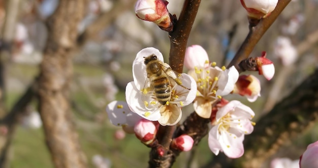 Abeja trayendo néctar de fondo natural