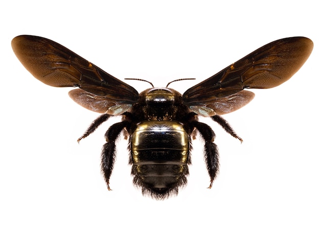 Abeja voladora en aislado