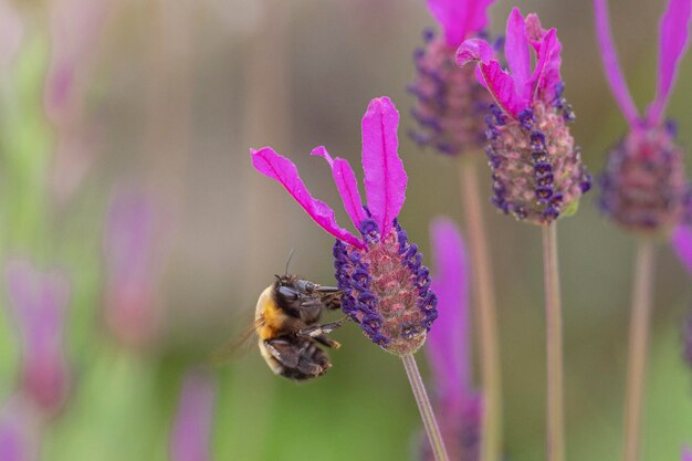 Foto la abeja voladora anthophora hispanica córdoba españa