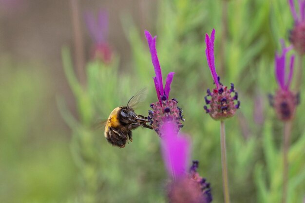 Foto la abeja voladora anthophora hispanica córdoba españa