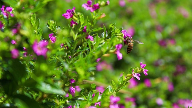 Abeja voladora cerca de flores moradas