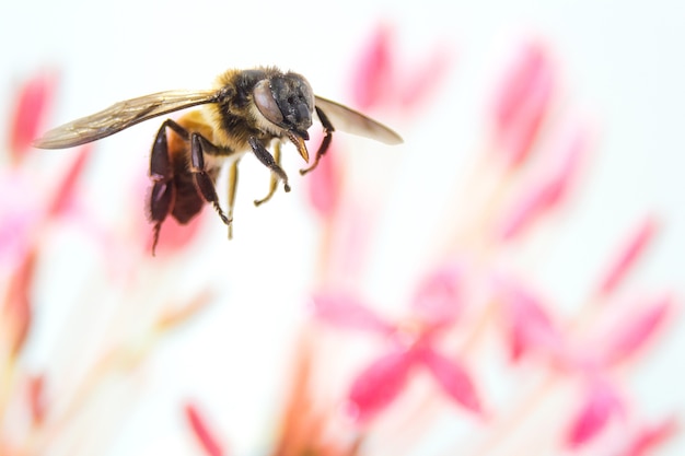 Foto abeja voladora con fondo de flor rosa