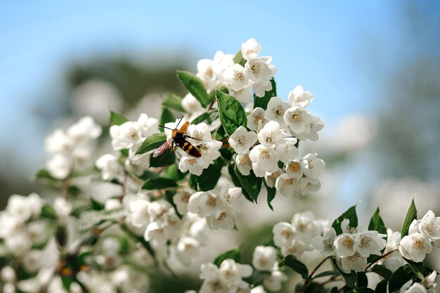 Una abeja voladora poliniza las flores blancas de las manzanas en primavera Con un fondo natural borroso