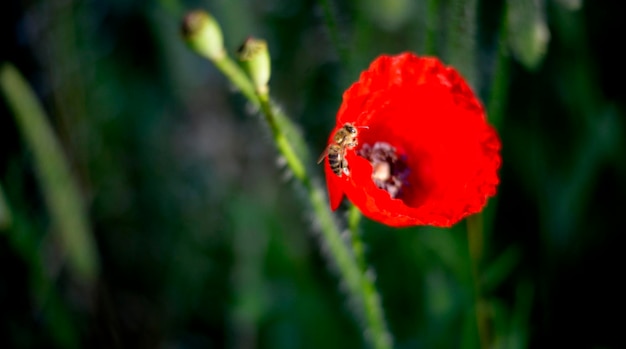 abeja voladora polinizando amapola roja en la mañana de junio