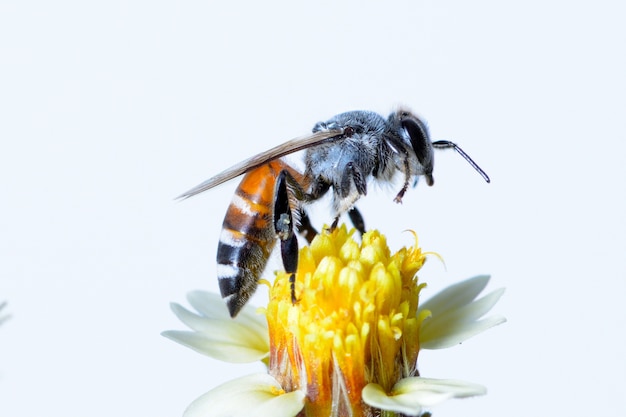 una abeja volando aislada sobre fondo blanco