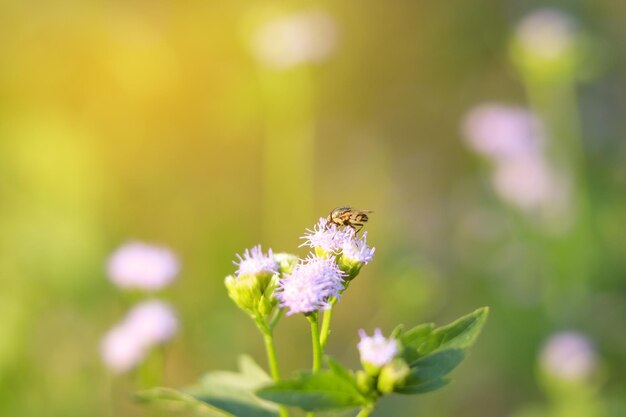 La abeja volando alrededor de un racimo de flores de color púrpura claro