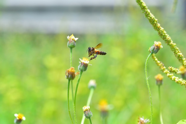 una abeja volando a la hermosa flor