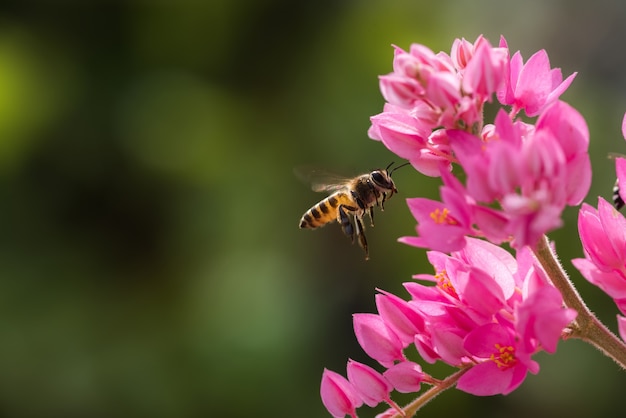 Una abeja volando hacia la hermosa flor.