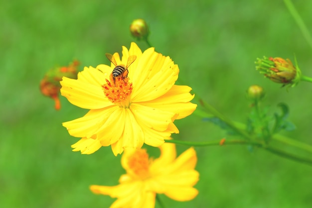 una abeja volando a la hermosa flor