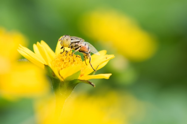 Una abeja volando hacia la hermosa flor.