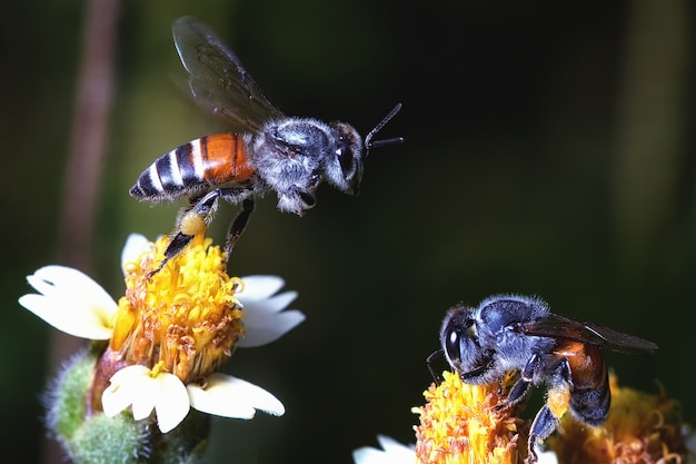 una abeja volando a la hermosa flor