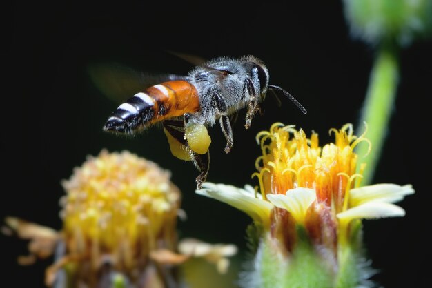 una abeja volando a la hermosa flor