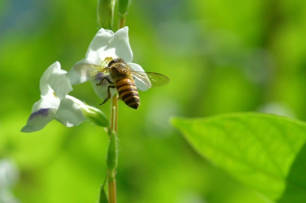 una abeja volando a la hermosa flor