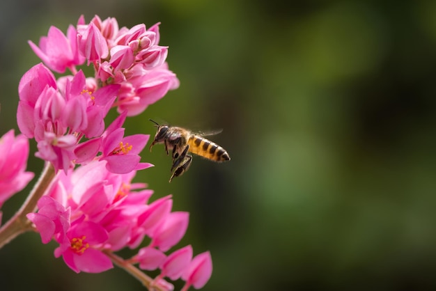 Una abeja volando hacia la hermosa flor.