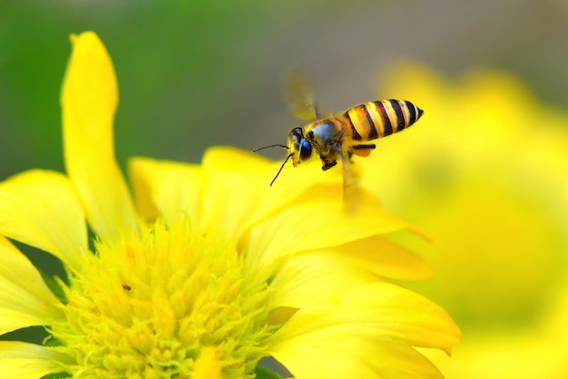 Abeja volando a la hermosa flor