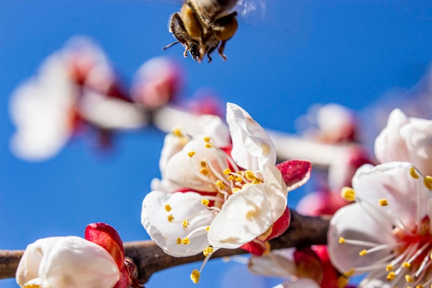 Abeja volando a inflorescencias de flor de albaricoque sobre un fondo azul Polinización de árboles frutales Los insectos son portadores de enfermedades fúngicas