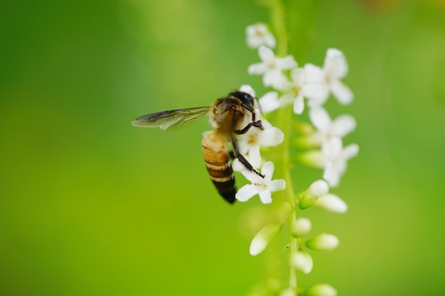 Abeja volando sobre la flor blanca