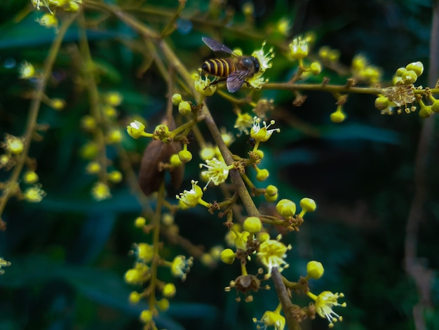 Foto abeja volando sobre la flor de la fruta