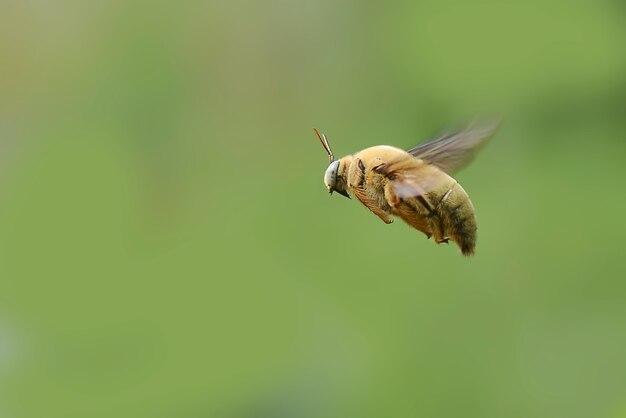 abeja volando