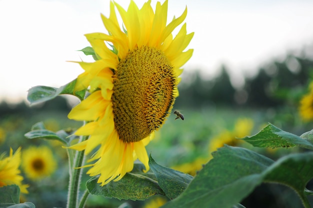 La abeja vuela al girasol.