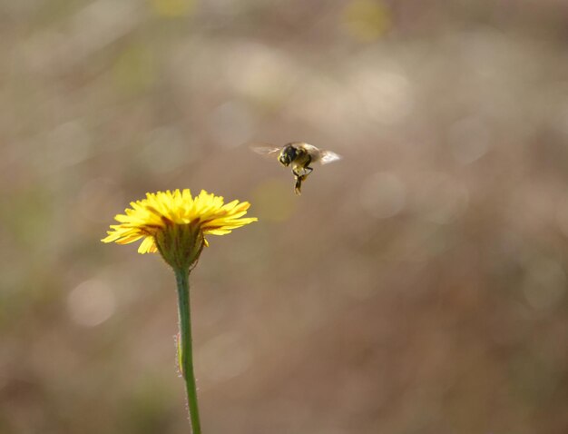 La abeja vuela hacia Dandelion.