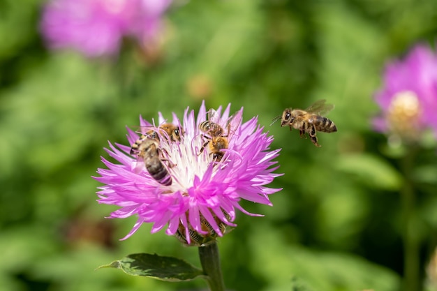 Una abeja vuela hacia una flor de aciano púrpura y blanca con tres abejas Las abejas recolectan néctar Colección de polen Enfoque selectivo