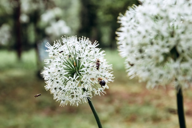 Una abeja vuela junto a las flores de primavera.