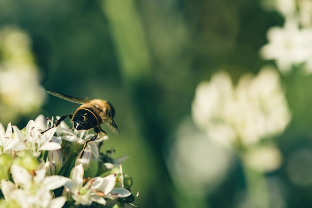 Una abeja vuela sobre una flor blanca sobre verde