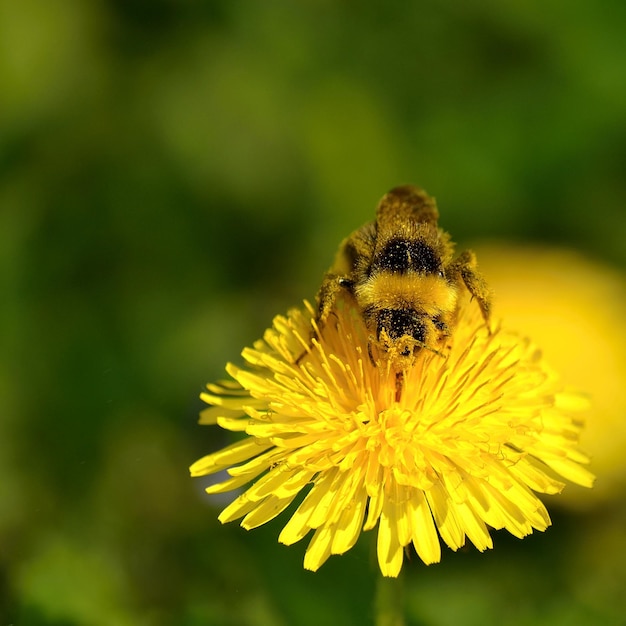 Una abeja vuela sobre una flor de diente de león con un fondo borroso.