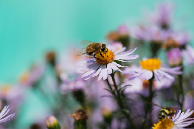 Una abeja vuela sobre una flor flor Fotografía macro