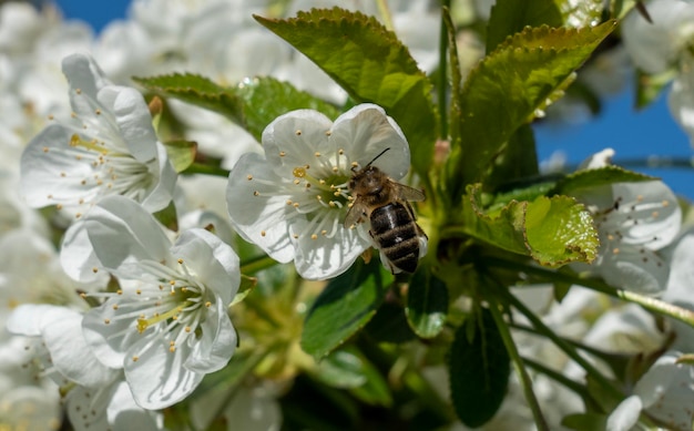 Una abeja vuela sobre las flores de un cerezo en un soleado día de primavera contra un cielo azul