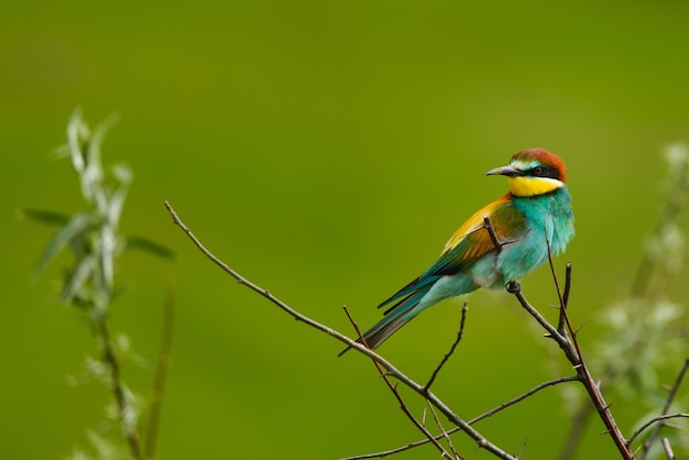 El abejadero europeo Merops apiaster