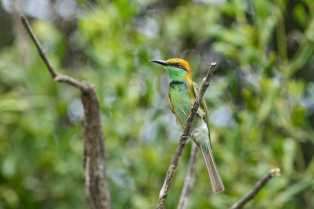 Abejaruco de cabeza de castaño