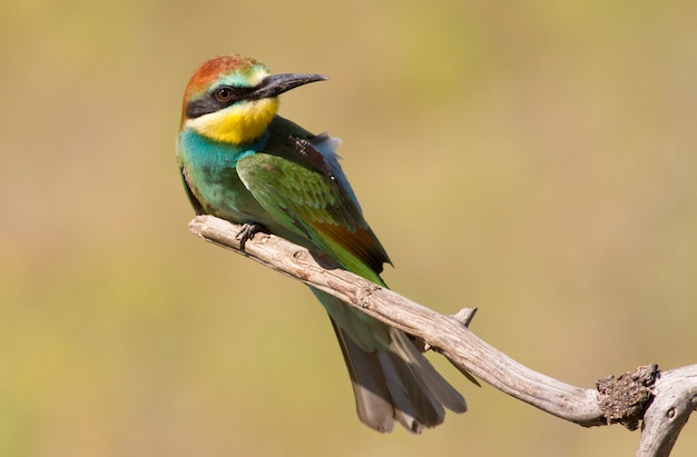 Abejaruco europeo, joven pájaro se sienta en una rama