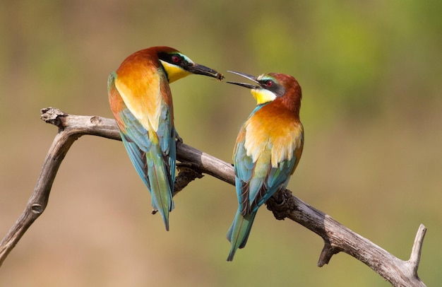 Abejaruco europeo Merops apiaster Abejaruco común Una familia de abejarucos