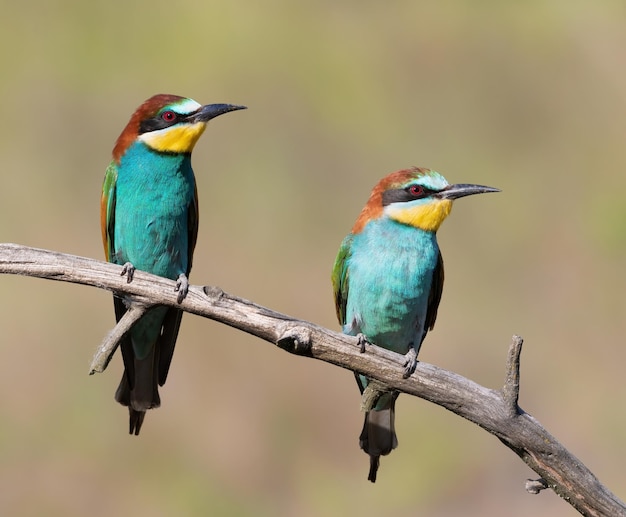 Abejaruco europeo Merops apiaster Dos pájaros están sentados en una rama Macho y hembra