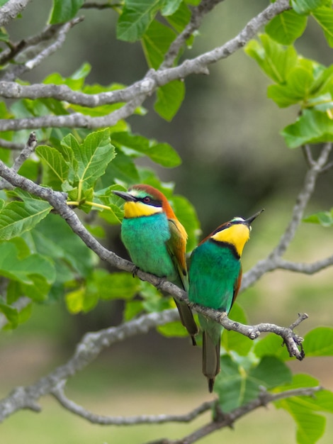 El abejaruco europeo Merops apiaster está sentado en una ramita