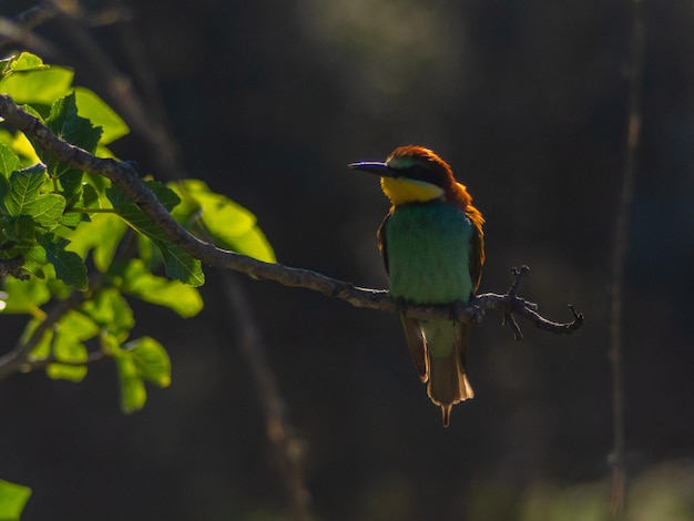 El abejaruco europeo Merops apiaster está sentado en una ramita