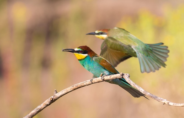 Abejaruco europeo Merops apiaster Un pájaro se posa en una rama El segundo pájaro vuela en el fondo