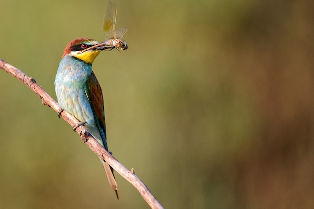 Abejaruco europeo (Merops apiaster) sentado en un palo con una libélula en su pico.